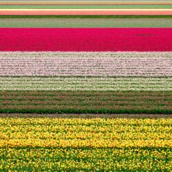 Flower fields